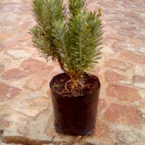 Euryops Silver Sunshine 15cm