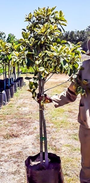 Ficus Rubiginosa (variegated) 50lt