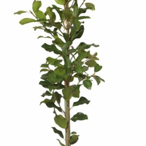 Ficus Natalensis (Natal Fig) 20lt