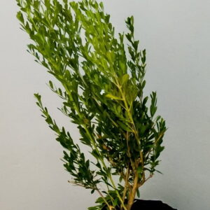 Freylinia Tropica (White) 10lt