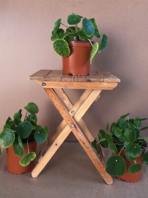 Chinese Money Plant 17cm Pot
