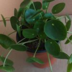 Chinese Money Plant 17cm Pot
