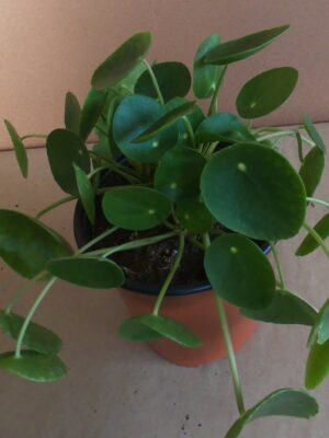 Chinese Money Plant 17cm Pot