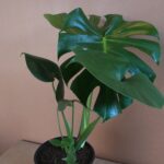 GOPR6794-scaled-1.jpg Delicious Monster 19cm Pot