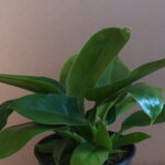 GOPR6802.jpg Philodendron Imperial Green 24cm pot