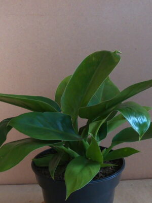 GOPR6802.jpg Philodendron Imperial Green 24cm pot