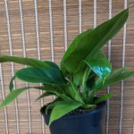 Philodendron Imperial Green 24cm pot Philodendron Imperial Green 24cm pot
