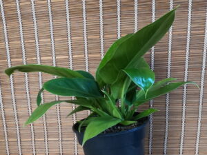 Philodendron Imperial Green 24cm pot Philodendron Imperial Green 24cm pot