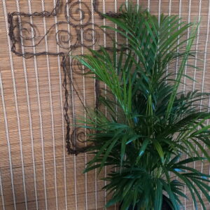 Areca Palm 30cm Pot (Bamboo Palm)