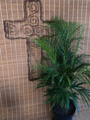 Areca Palm 30cm Pot (Bamboo Palm) Areca Palm 30cm Pot (Bamboo Palm)