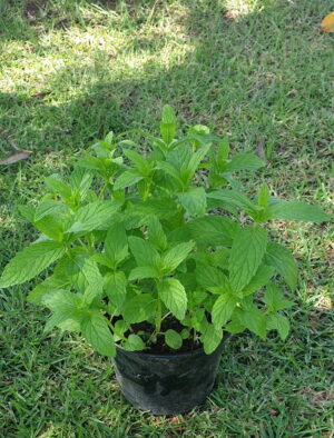 Organic Garden Mint 15cm Pot
