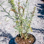 Gomphostigma Virgatum 17cm