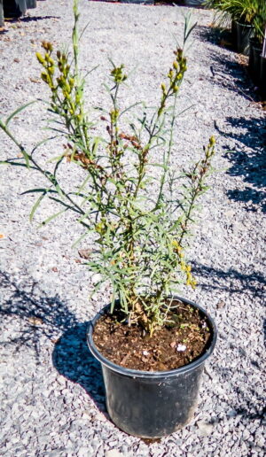 Gomphostigma Virgatum 17cm