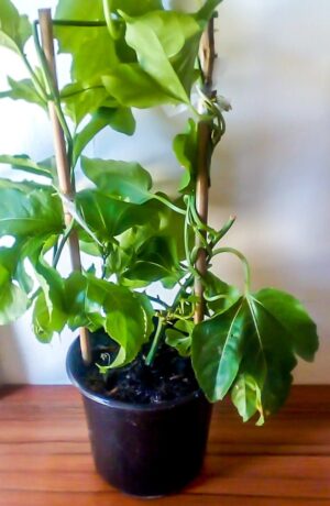 Granadilla 15cm Pot Granadilla 15cm Pot