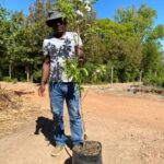 Granny Smith Apple Tree 20lt