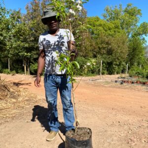 Granny Smith Apple Tree 20lt