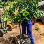 Grapefruit Marsh 70lt