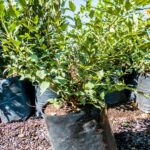 Halleria Lucida 10lt