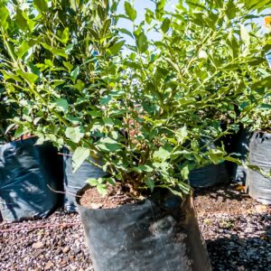 Halleria Lucida 10lt