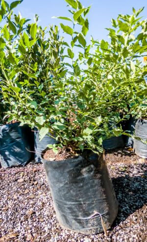 Halleria Lucida 10lt