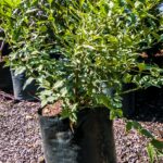 Halleria Lucida 10lt