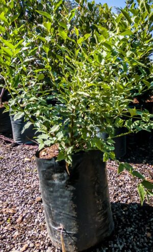 Halleria Lucida 10lt