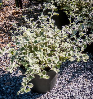 Helichrysum-Petiolare-Petite-17cm.jpg Helichrysum Petiolare 17cm