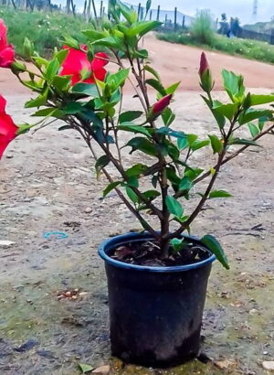 Hibiscus Brilliant Red 23cm