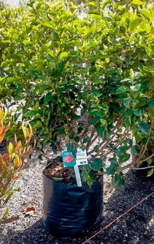 Hibiscus Brilliant Red 40lt