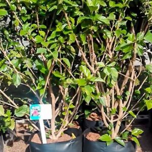 Hibiscus Brilliant Red 20lt