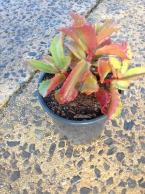 Kalanchoe Sexangulare 17cm