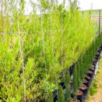Dodonaea Angustifolia 20lt (Dodonaea viscosa Green 20lt) Dodonaea Angustifolia 20lt (Dodonaea viscosa Green 20lt)