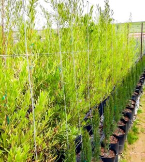 Dodonaea Angustifolia 20lt (Dodonaea viscosa Green 20lt) Dodonaea Angustifolia 20lt (Dodonaea viscosa Green 20lt)