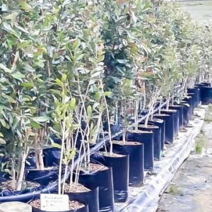 Syzygium Guineense bushy 20lt