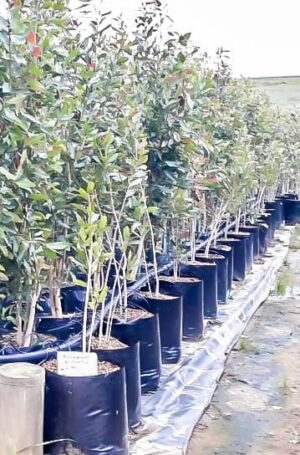 Syzygium Guineense bushy 20lt Syzygium Guineense bushy 20lt