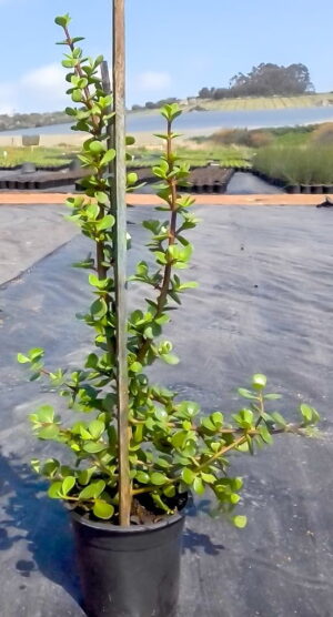 Portulacaria Afra, Spekboom 17cm pot