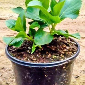 Hydrangea Dark Pink 17cm