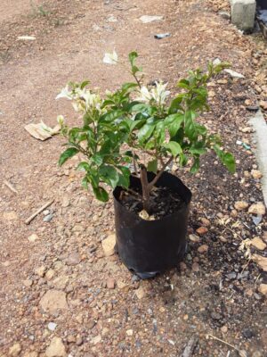 Jennifer Fernie White Bougainvillea 5lt