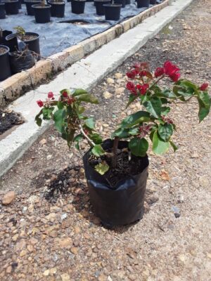 Madame Clara Butt Red Bougainvillea 5lt Madame Clara Butt Red Bougainvillea 5lt