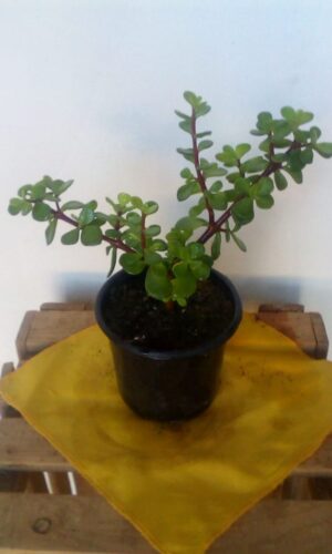 Portulacaria Afra, Spekboom 12cm pot