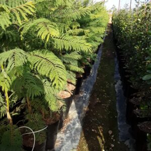 Jacaranda Mimosifolia 20lt Jacaranda Mimosifolia 20lt