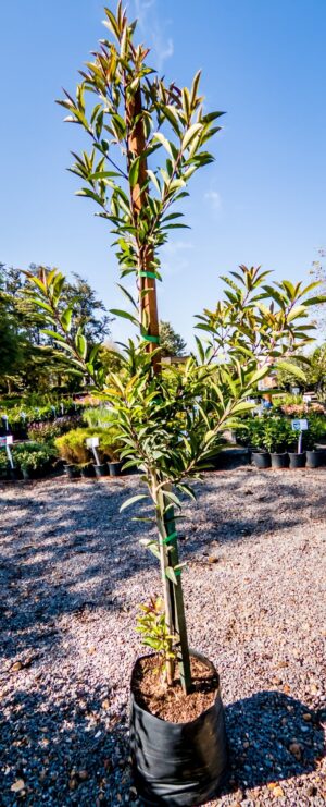 Ilex mitis 10lt (African Holly)