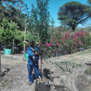 Ilex-Mitis-70Lt-R.jpg Ilex Mitis 70lt