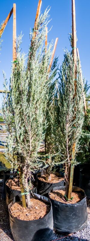 Juniperus Scopulorum Skyrocket 20lt