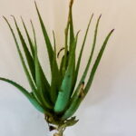 Aloe Arborescens (Krantz Aloe) 4kg