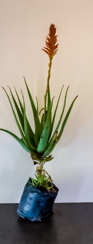Aloe Arborescens (Krantz Aloe) 4kg