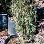 Leptospermum Scoparium Alba 17cm Pot