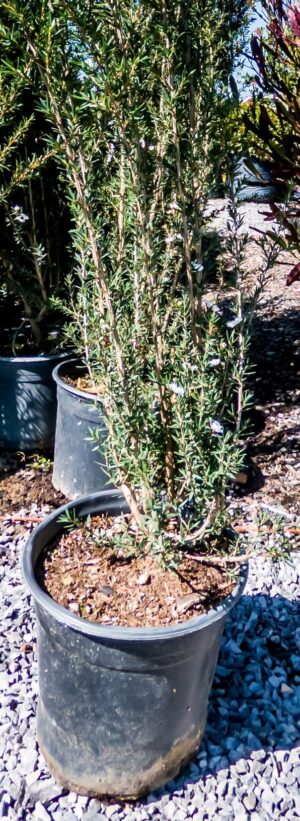 Leptospermum Scoparium Alba 17cm Pot