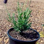 Lavendula Stoechas "Lace" 17cm pot