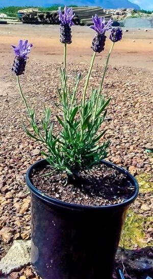 Lavendula Stoechas "Lace" 17cm pot Lavendula Stoechas "Lace" 17cm pot